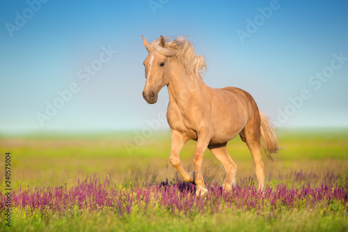 Fototapeta Naklejka Na Ścianę i Meble -  Cremello horse with long mane free run in flowers meadow
