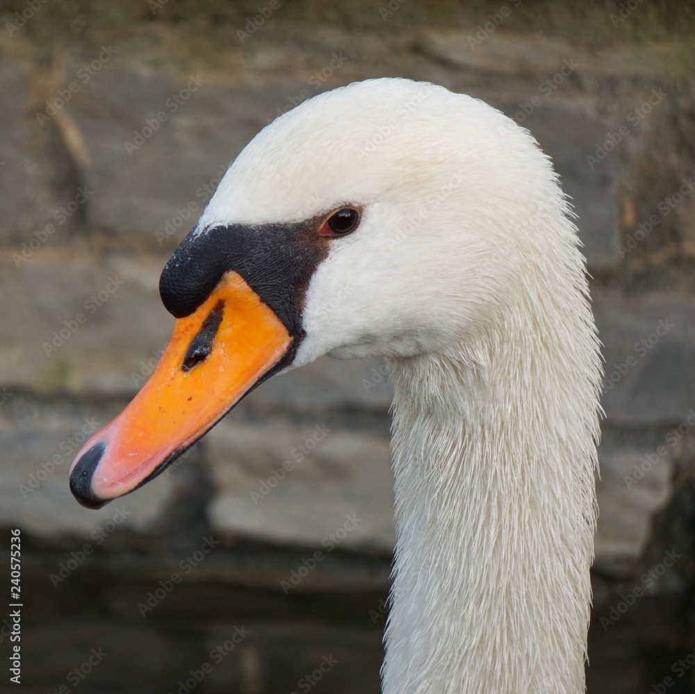 Obraz premium the beautiful white swan in the lake in the park