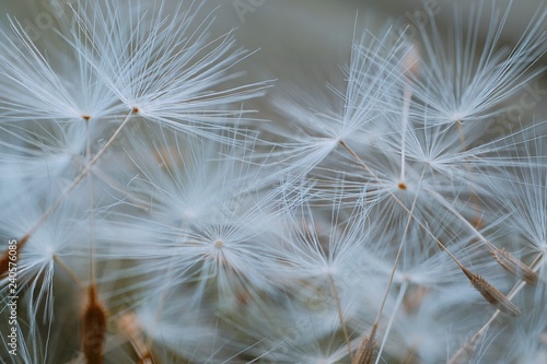 the beautiful dandelion flower plant in the garden