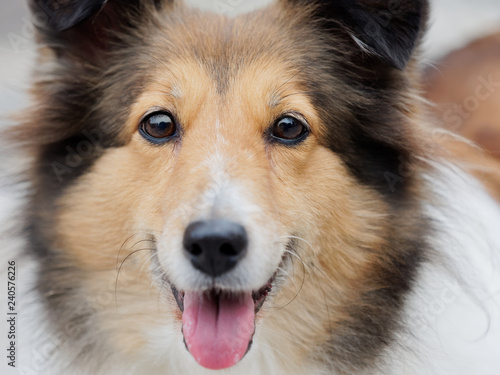 Headshot portrait of a cute shetland sheepdog, faithful and smiling expression.