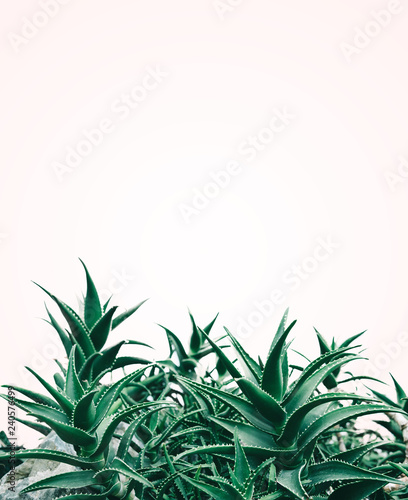 Cool minimal nature design with aloe vera plant in pastel and green color.