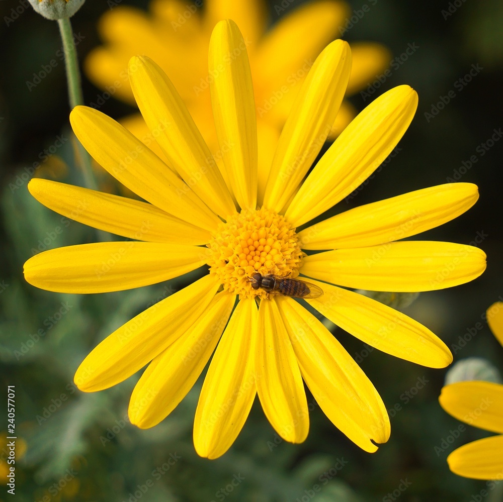 the beautiful yellow flower in the garden in the nature