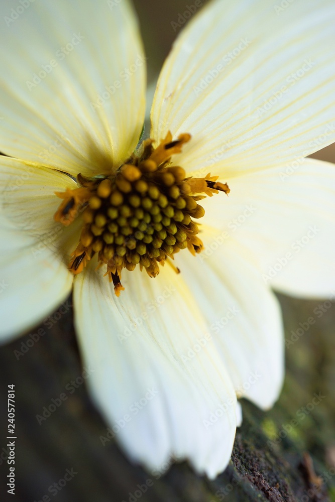 the beautiful white flowers in the garden in the nature the beautiful white flowers in the garden in the nature