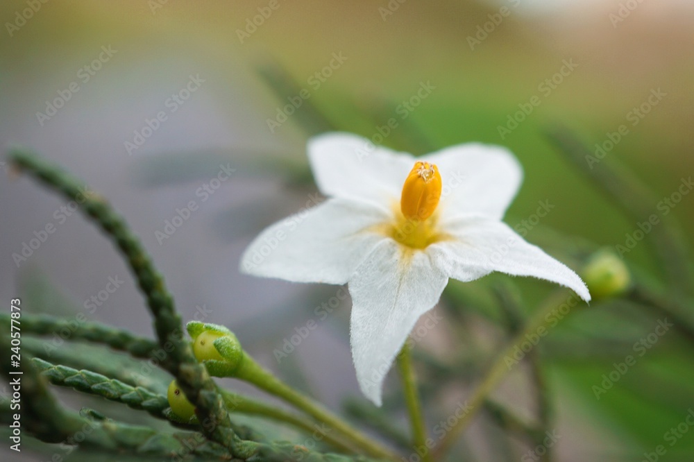 Fototapeta premium the beautiful white flowers in the garden in the nature