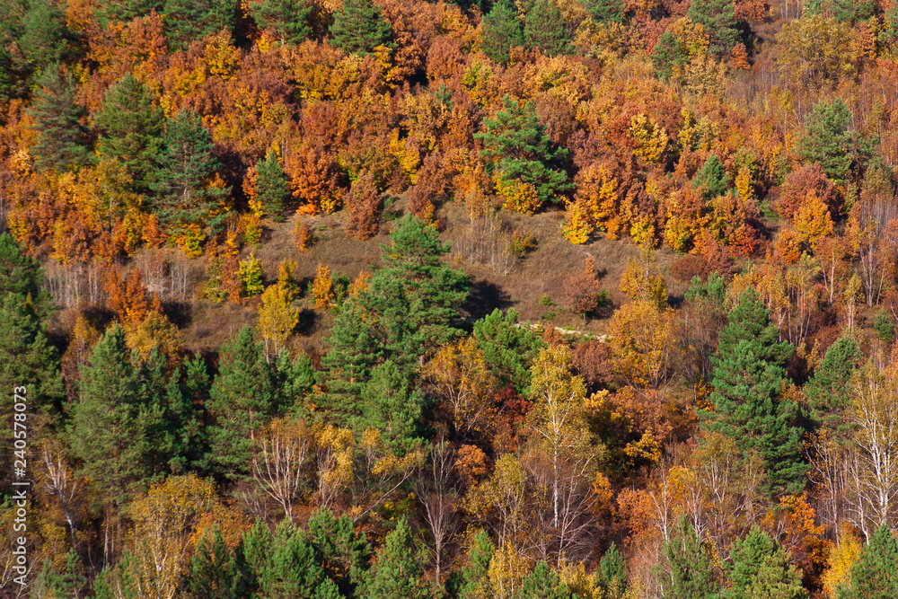 coniferous trees, birches and oaks.