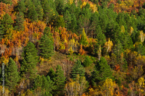 The colorful autumn forest of the far east on the hills of the Amur River valley, green spruce trees, bright yellow and orange deciduous tree