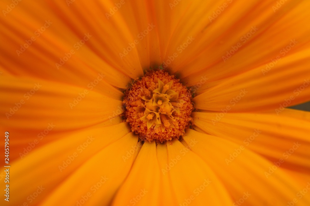 the beautiful orange flowers in the garden the beautiful orange flowers in the garden