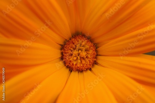 the beautiful orange flowers in the garden