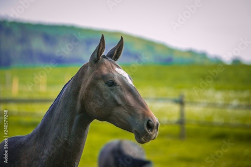 Young dark brown horse with white spot on head standing in a paddock, blurry green background, hill, overcast sky, spring day in a farm