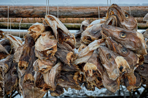 Drying stockfish cod heads in Reine fishing village in Norway