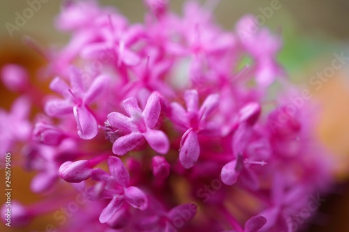 the beautiful pink flowers in the garden in the nature