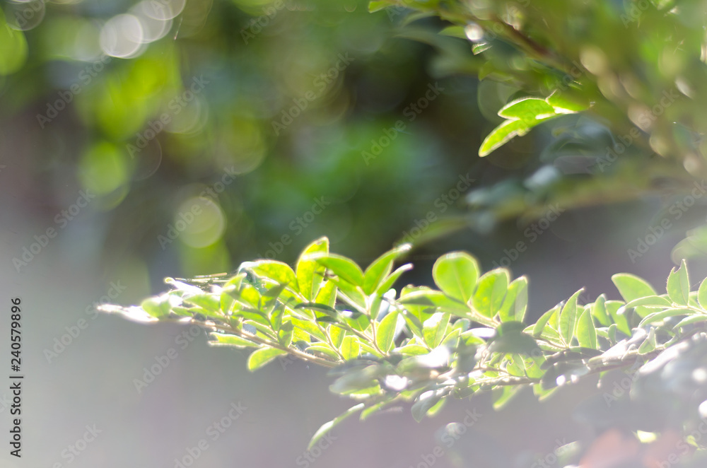 nature green leaves bokeh soft light background. nature green leaves bokeh soft light background.