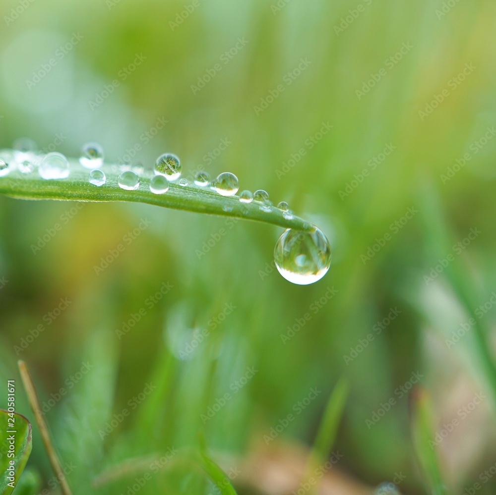 the raindrops on the green grass in the garden the raindrops on the green grass in the garden