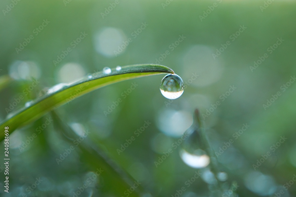 the raindrops on the green grass in the garden the raindrops on the green grass in the garden