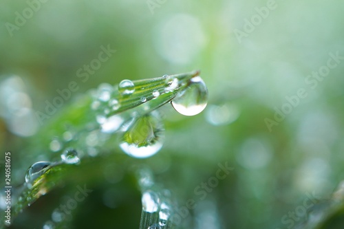 the raindrops on the green grass in the garden