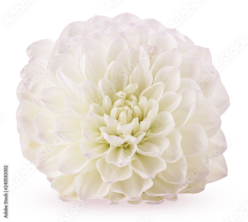 Autumn flower white chrysanthemum