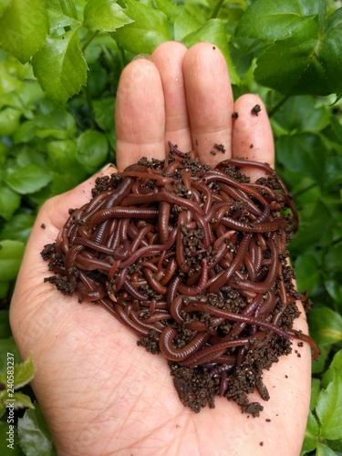 Asian female hand holding up African night crawler (Eudrilus eugeniae) composting worms with green foliage in the background photo