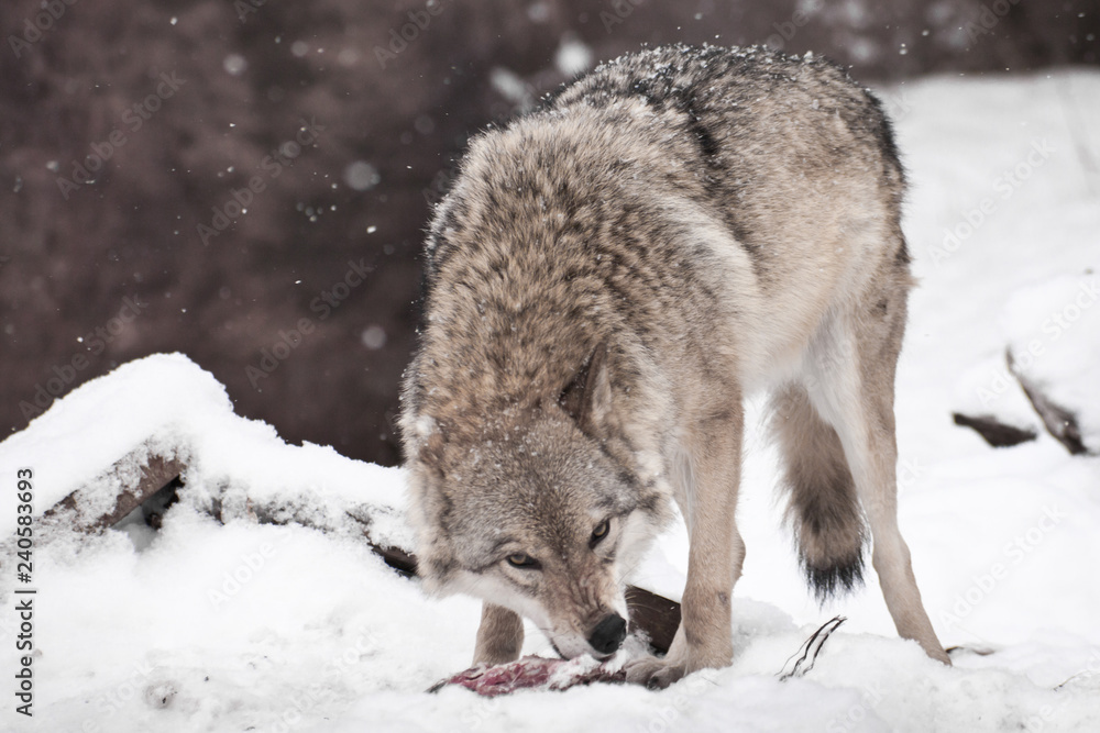 Fototapeta premium A predatory and greedy wolf eagerly gnaws a piece of meat turning around with a wolf gesture (wolf pose), it is snowing,