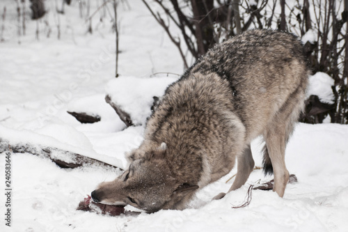 The predatory and greedy wolf eagerly gnaws a piece of meat turning around with a wolf gesture (wolf pose), around the frost and snow