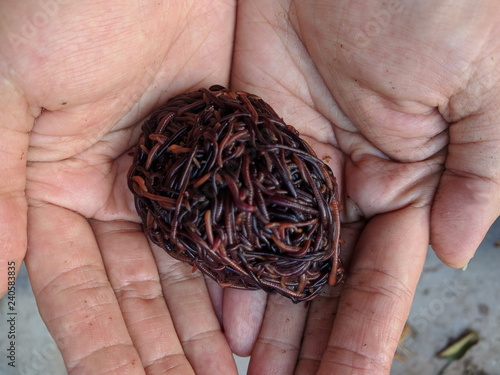 Asian female hands holding up red wigglers (Eisenia fetida) composting worms  photo