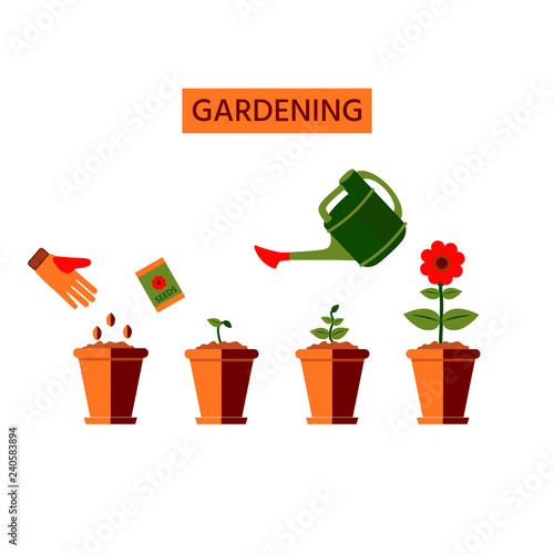 Stages of growth of a flower from seed. Watering plants in a pot. Flat style, vector illustration