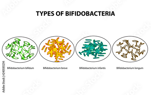 Types of bifidobacteria. Bifidumbacterium. Probiotics. Good intestinal microflora. Infographics. Vector illustration on isolated background.
