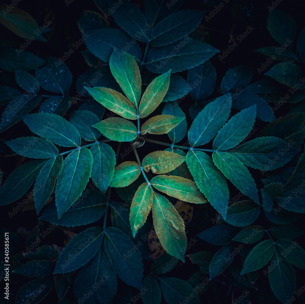the beautiful green plant leaves in the garden the beautiful green plant leaves in the garden
