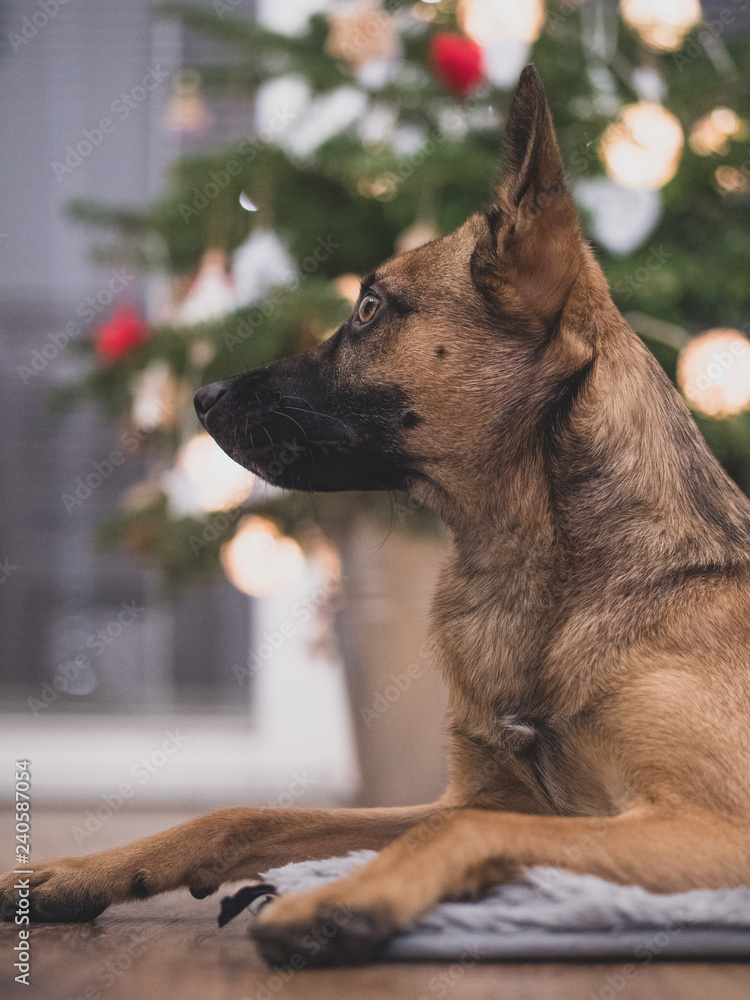 A small brown dog under a Christmas tree. Dog and Christmas. A small brown dog under a Christmas tree. Dog and Christmas.