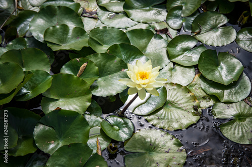 Lotus flowers blooming in the pond.
