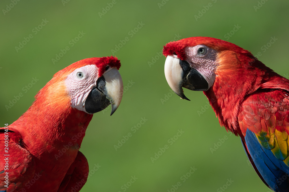 Fototapeta premium Portrait of sitting yellow breast Ara. (Ara ararauna).
