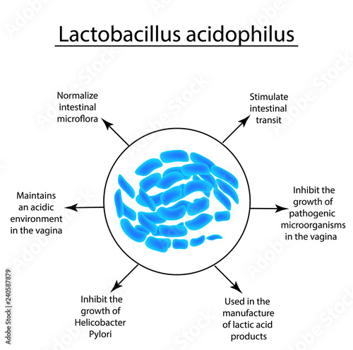 Useful properties of lactobacillus. Probiotic. Lactobacillus acidophilus. Infographics. Vector illustration on isolated background.