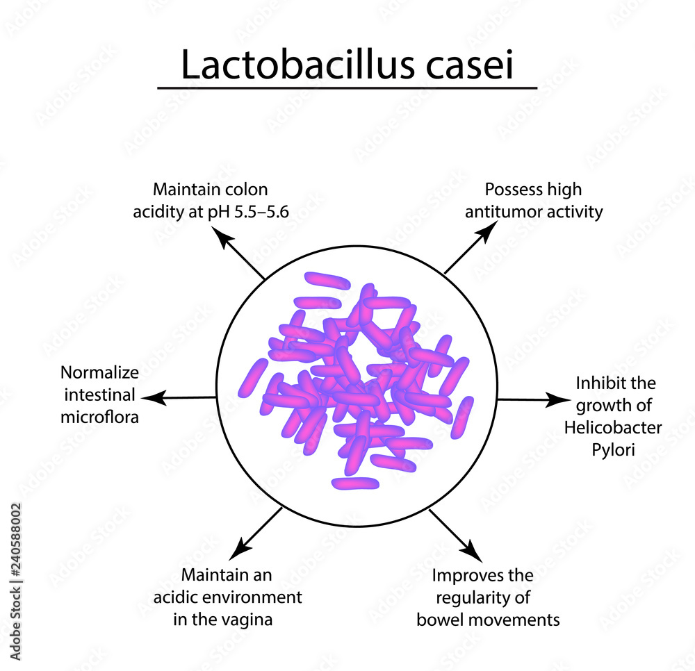 Useful properties of lactobacillus. Probiotic. Lactobacillus casei.  Infographics. Vector illustration on isolated background. Stock Vector |  Adobe Stock