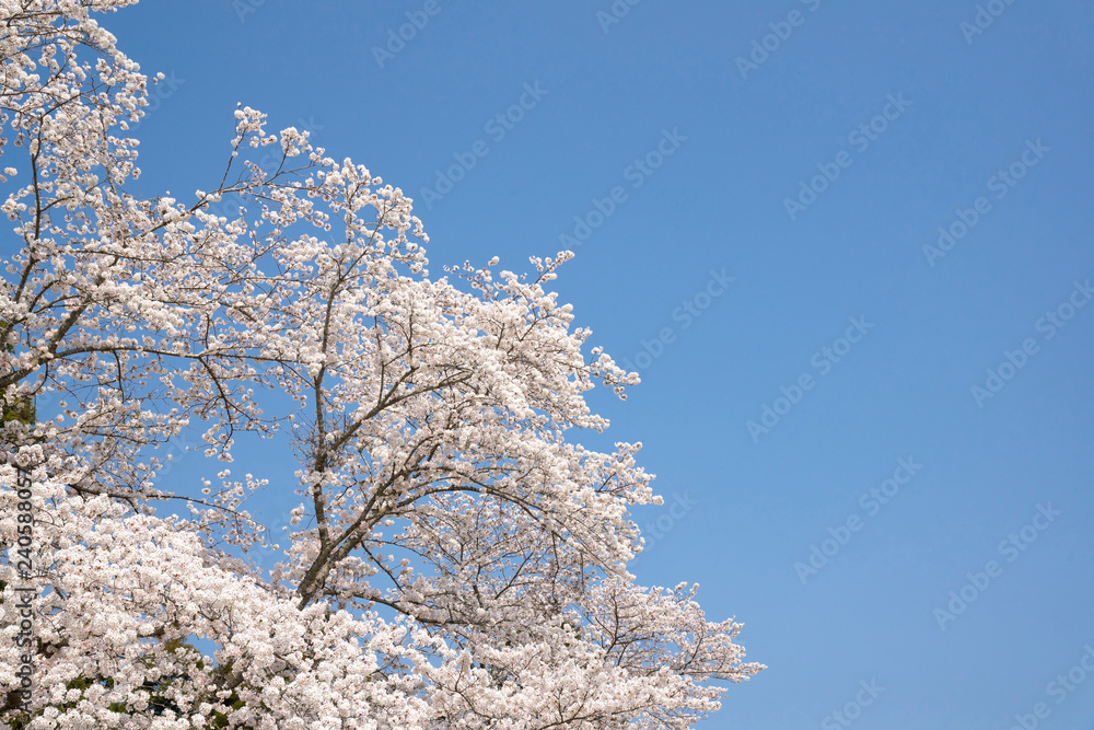 満開の桜 満開の桜