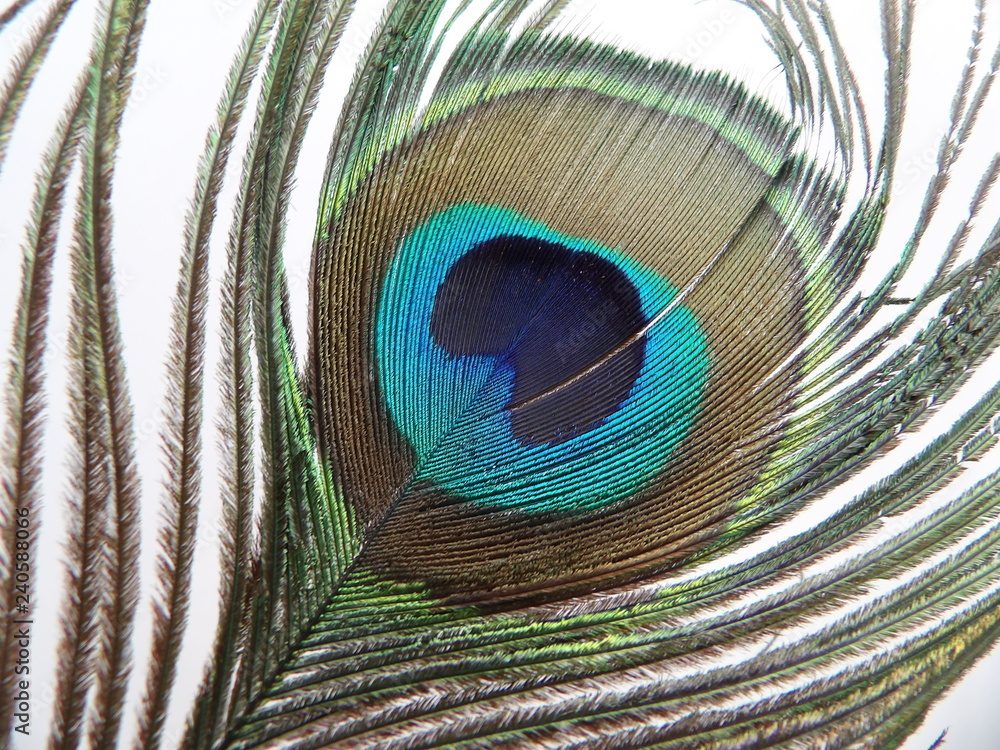 Obraz premium Peacock