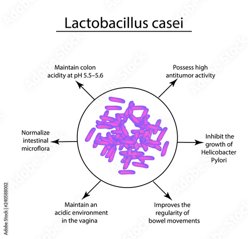 Useful properties of lactobacillus. Probiotic. Lactobacillus casei. Infographics. Vector illustration on isolated background.