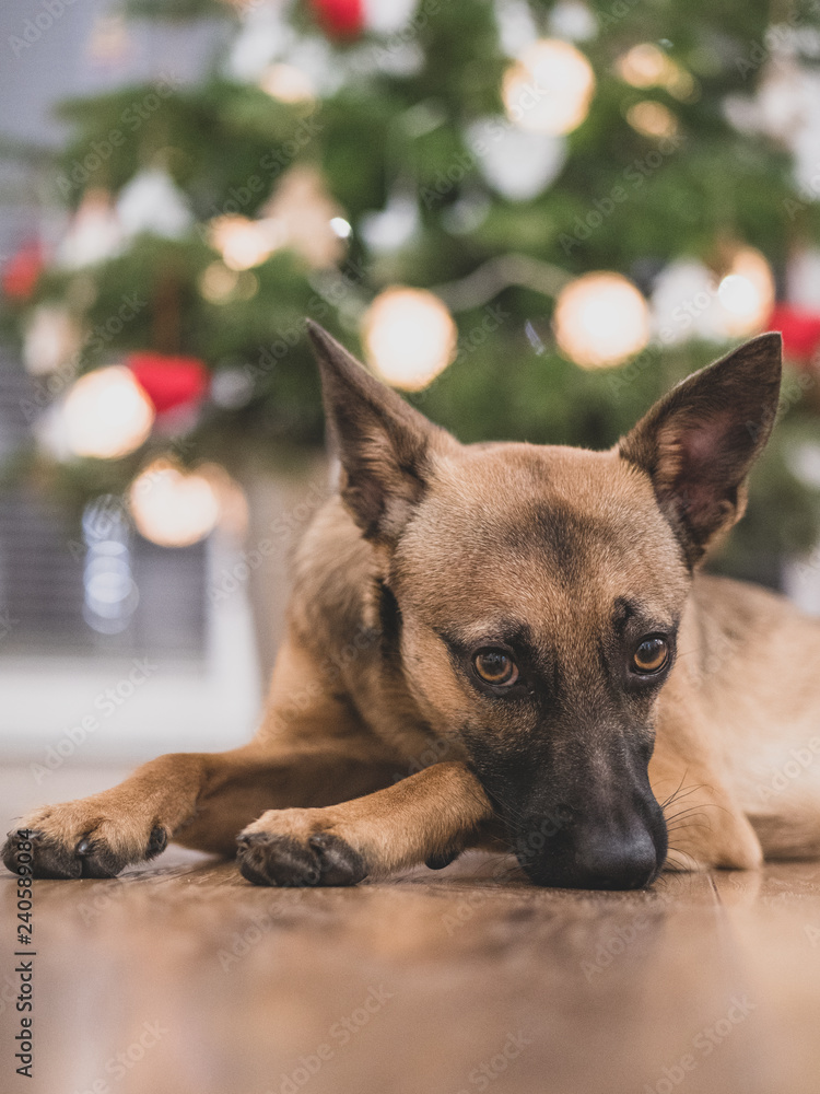 A small brown dog under a Christmas tree. Dog and Christmas. A small brown dog under a Christmas tree. Dog and Christmas.