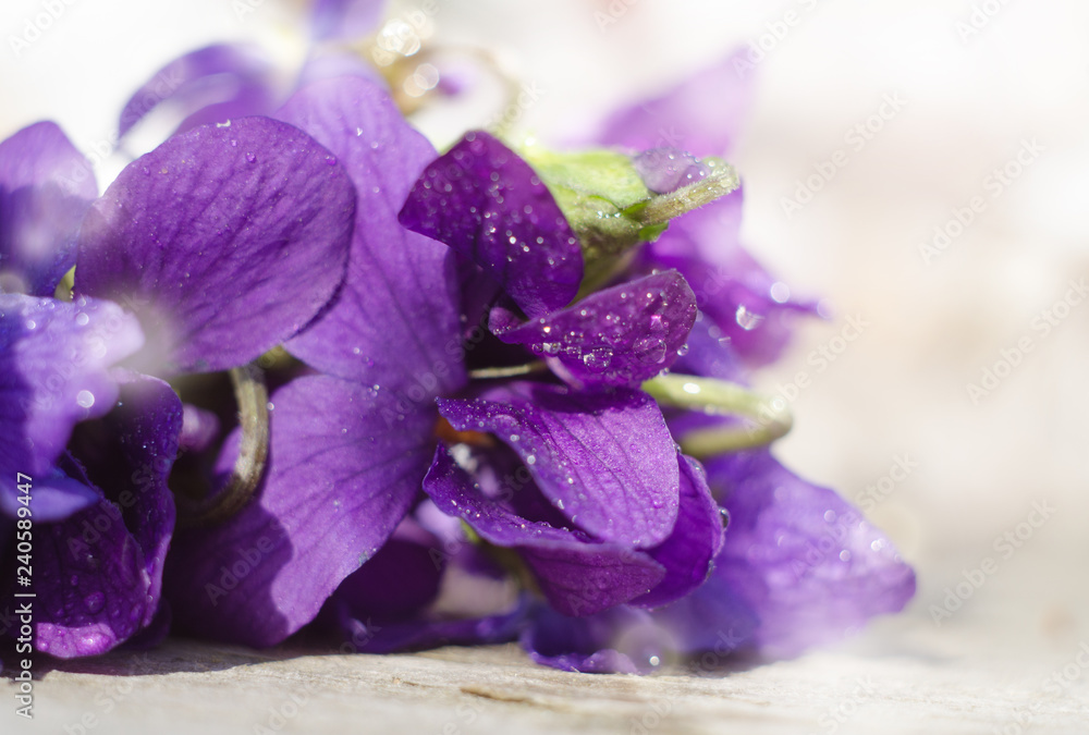 Fototapeta premium Pattern of Bright Purple Violet Viola Flowers against white background. Top view floral background.