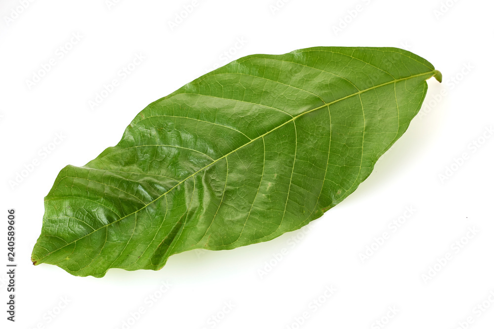Cacao tree long leaves on white Cacao tree long leaves on white