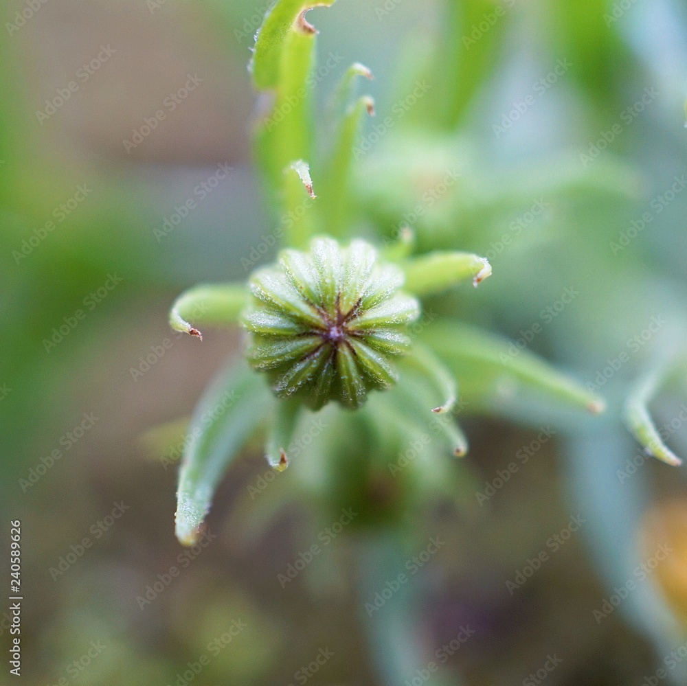 the beautiful plants in the garden in the nature the beautiful plants in the garden in the nature