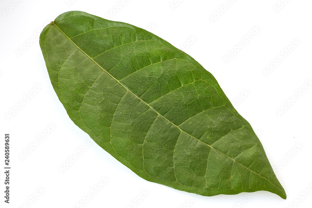 Obraz premium Cacao tree long leaves on white