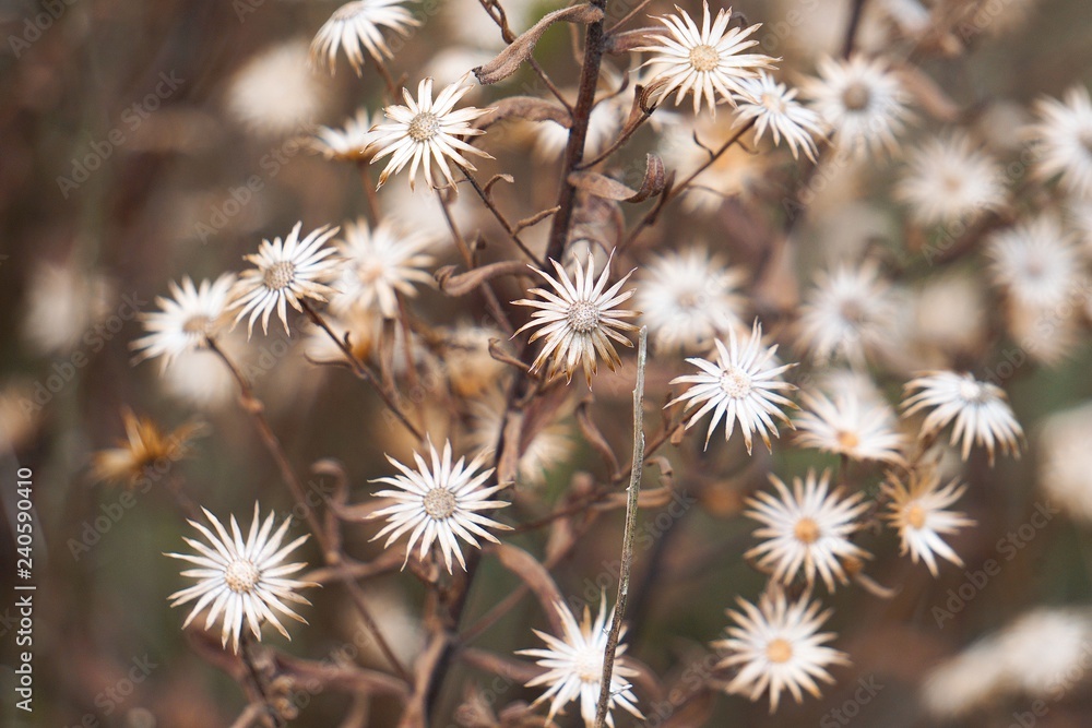 the beautiful plants in the garden in the nature the beautiful plants in the garden in the nature
