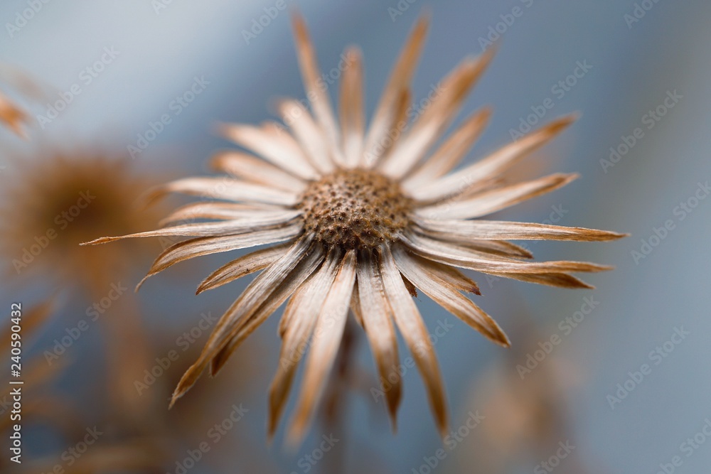 the beautiful plants in the garden in the nature the beautiful plants in the garden in the nature