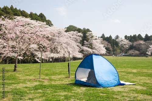 公園のお花見