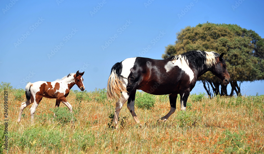 Fototapeta premium caballos