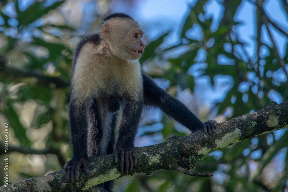 White-headed capuchin monkey (Cebus capucinus) resting in National Park Manuel Antonio - Costa Rica White-headed capuchin monkey (Cebus capucinus) resting in National Park Manuel Antonio - Costa Rica