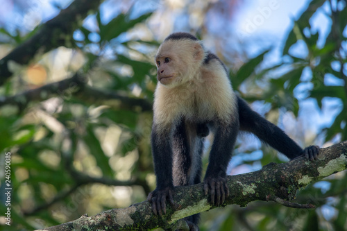 White-headed capuchin monkey  Cebus capucinus  resting in National Park Manuel Antonio - Costa Rica