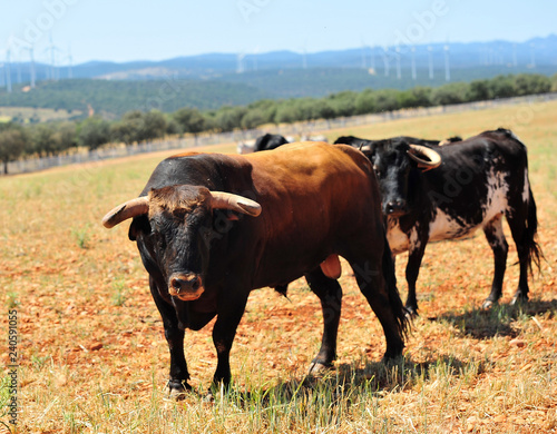 Fototapeta Naklejka Na Ścianę i Meble -  bull in the cattle farm