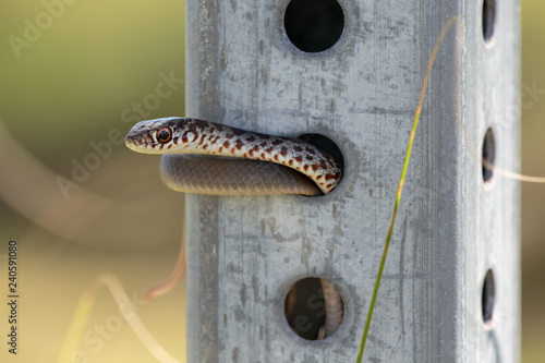 A juvenile Southern Black Racer snake threaded through a Stop sign pole in Jonathan Dickinson State Park; Jupiter, Florida photo