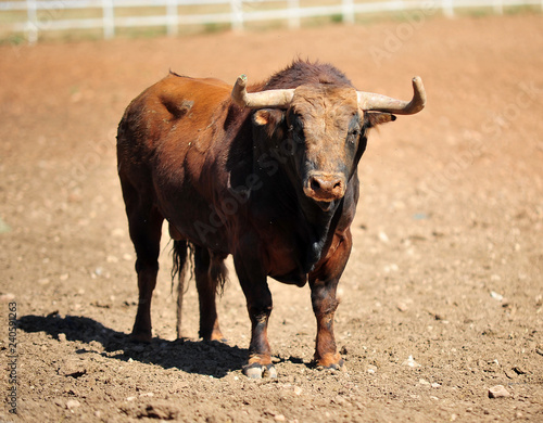 bull in the cattle farm