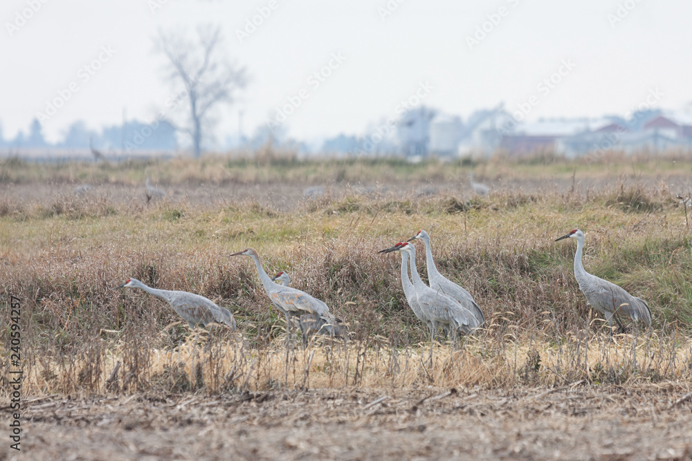 Sandhill Cranes Gather in a Field Sandhill Cranes Gather in a Field